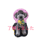 犬のぱらだいす（個別スタンプ：4）