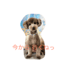 犬のぱらだいす（個別スタンプ：5）