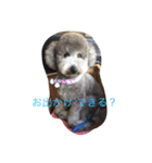 犬のぱらだいす（個別スタンプ：8）