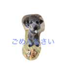 犬のぱらだいす（個別スタンプ：9）