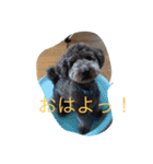 犬のぱらだいす（個別スタンプ：12）