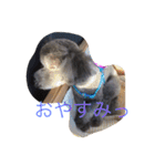 犬のぱらだいす（個別スタンプ：13）