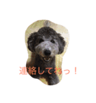 犬のぱらだいす（個別スタンプ：14）