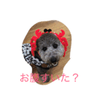 犬のぱらだいす（個別スタンプ：15）