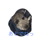 犬のぱらだいす（個別スタンプ：16）