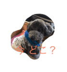 犬のぱらだいす（個別スタンプ：24）