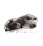 犬のぱらだいす（個別スタンプ：28）