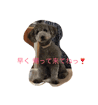 犬のぱらだいす（個別スタンプ：29）
