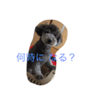 犬のぱらだいす（個別スタンプ：30）