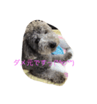 犬のぱらだいす（個別スタンプ：31）