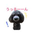 Toy Poodle Vi Vi（個別スタンプ：12）