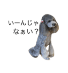 Toy Poodle Vi Vi（個別スタンプ：22）