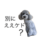 Toy Poodle Vi Vi（個別スタンプ：29）