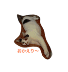 みーさんのスタンプ2（個別スタンプ：16）