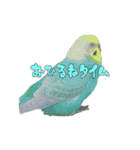 すことらにゃんこ2（個別スタンプ：9）