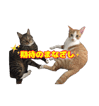 すことらにゃんこ2（個別スタンプ：19）