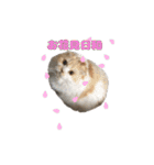 すことらにゃんこ2（個別スタンプ：37）