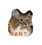 我が家の可愛い家族たち（個別スタンプ：7）