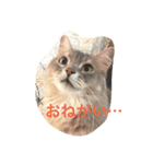 我が家の可愛い家族たち（個別スタンプ：10）