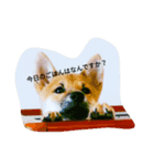 柴犬の大将くん（個別スタンプ：1）