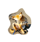 柴犬の大将くん（個別スタンプ：2）
