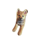 柴犬の大将くん（個別スタンプ：3）