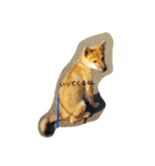 柴犬の大将くん（個別スタンプ：4）