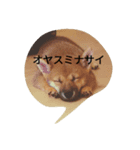 柴犬の大将くん（個別スタンプ：5）