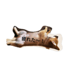 柴犬の大将くん（個別スタンプ：6）