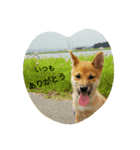 柴犬の大将くん（個別スタンプ：8）