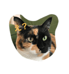 Nyansta2（個別スタンプ：1）