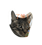Nyansta2（個別スタンプ：2）