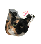 Nyansta2（個別スタンプ：3）