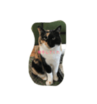 Nyansta2（個別スタンプ：5）