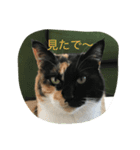 Nyansta2（個別スタンプ：7）
