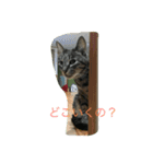 Nyansta2（個別スタンプ：12）