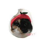 Nyansta2（個別スタンプ：13）