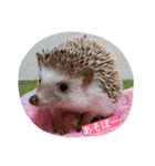 ハリネズミのはりぼーたん（個別スタンプ：1）