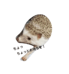 ハリネズミのはりぼーたん（個別スタンプ：5）