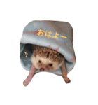 ハリネズミのはりぼーたん（個別スタンプ：6）