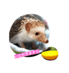 ハリネズミのはりぼーたん（個別スタンプ：12）
