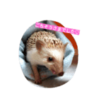 ハリネズミのはりぼーたん（個別スタンプ：13）