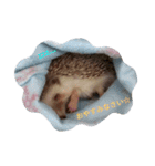 ハリネズミのはりぼーたん（個別スタンプ：15）