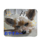 うちのこヨークシャーじゅんくん（個別スタンプ：11）