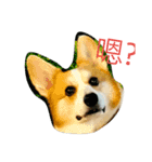 Marlboro the corgi2（個別スタンプ：1）