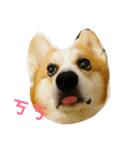 Marlboro the corgi2（個別スタンプ：2）