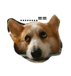 Marlboro the corgi2（個別スタンプ：3）