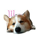 Marlboro the corgi2（個別スタンプ：4）