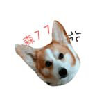 Marlboro the corgi2（個別スタンプ：5）