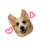 Marlboro the corgi2（個別スタンプ：6）